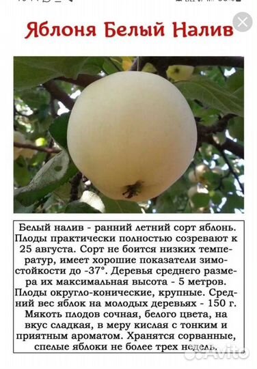 Саженцы груш, яблонь