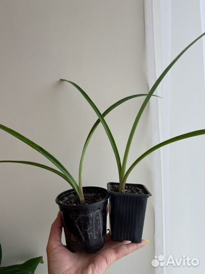 Хлорофитум оранжевый