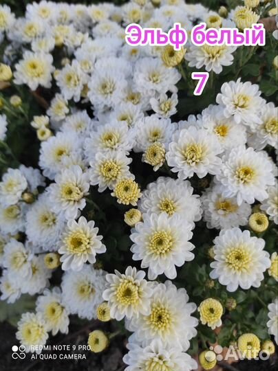 Хризантемы мультифлора