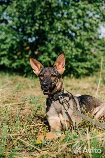 Ясик ждет вас в приюте, сделай его счастливым