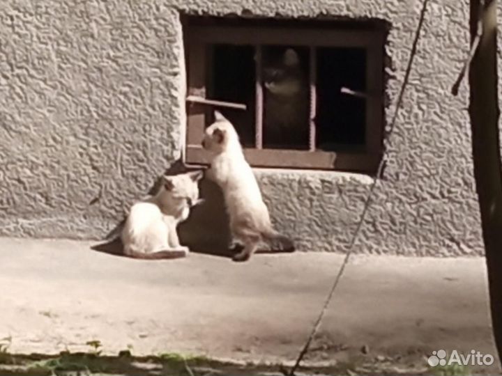 Котята типа сиамских