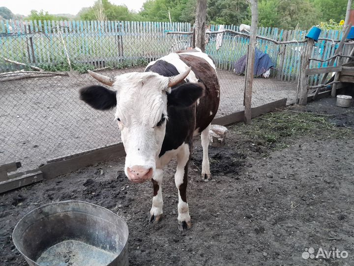 Коровы дойная и телка