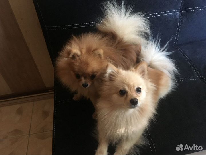 Стрижка, передержка животных, выгул собак