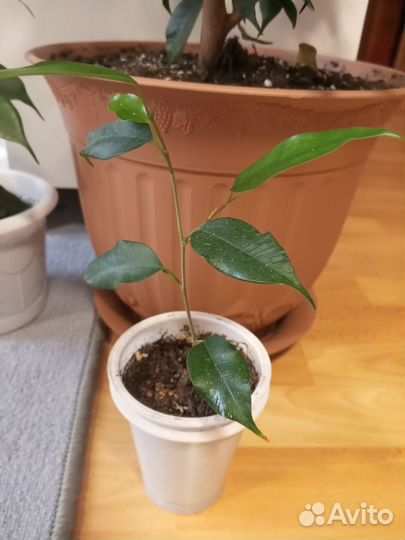 Фикус Бенджамина