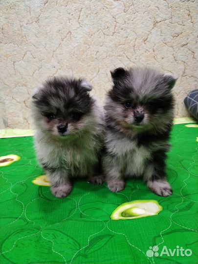 Щенки шпица