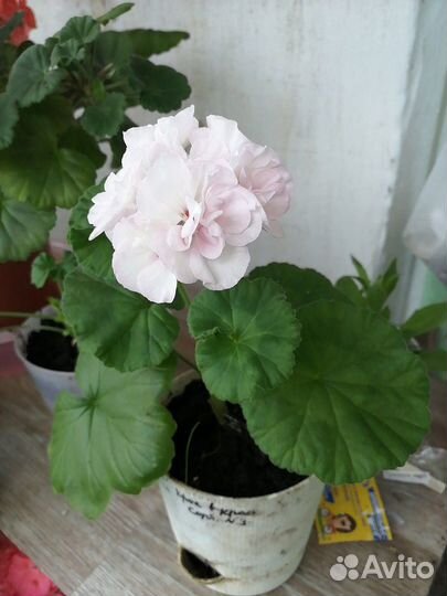 Пеларгония герань