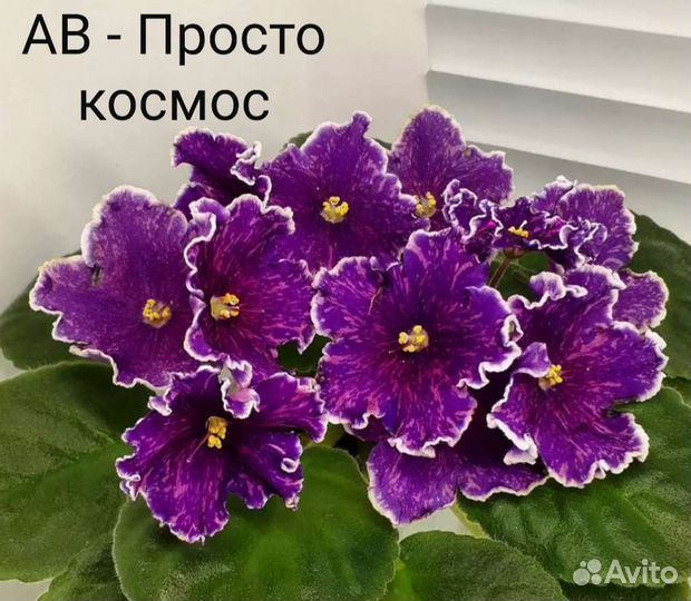 Фиалка. Лист срез