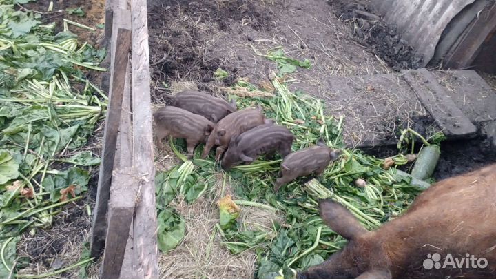 Венгерская мангалица