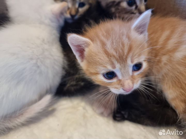 Котята в добрые руки