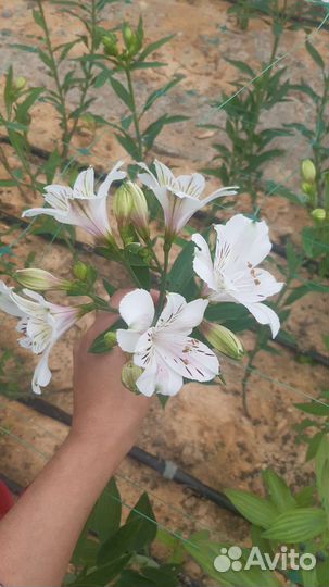 Альстромерия цвиты