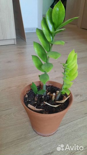 Замиокулькас