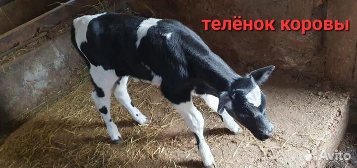 Корова с теленком, тёлки, бычок