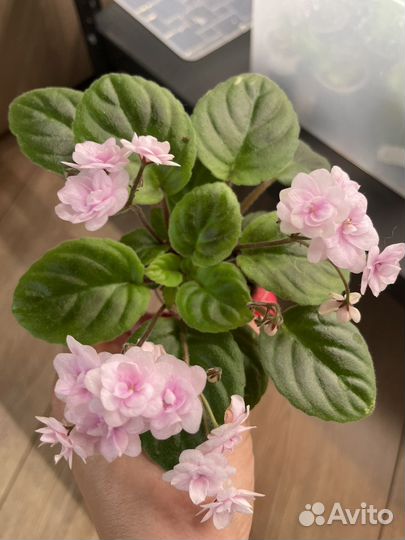 Сортовые фиалки