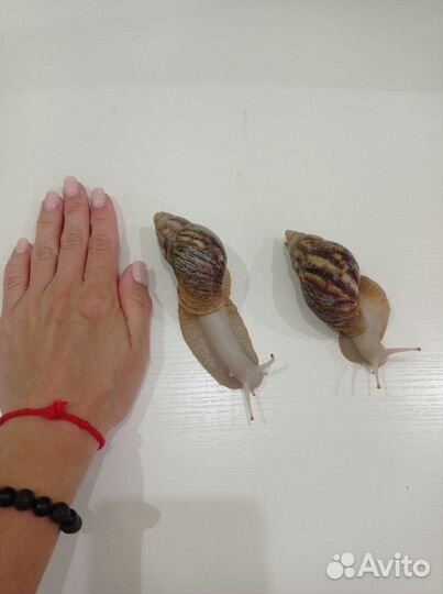 Улитки ахатины