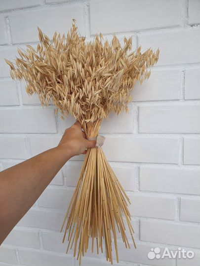Сухоцветы овес