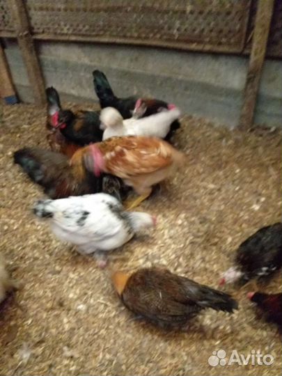 Петушки молодые