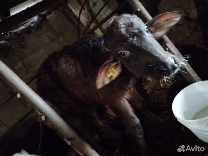 Буйволенок 7мес и 4мес