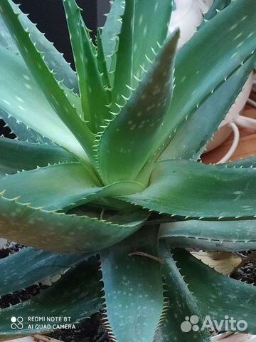 Алоэ-вера лечебный