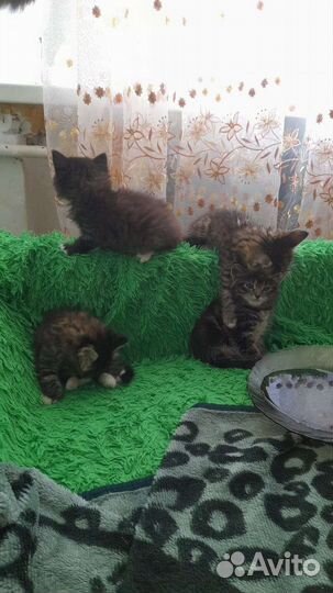 Котята ищут дом