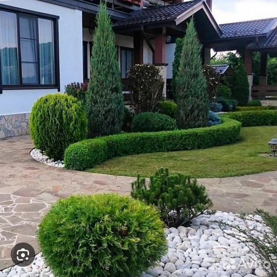 Саженцы самшита