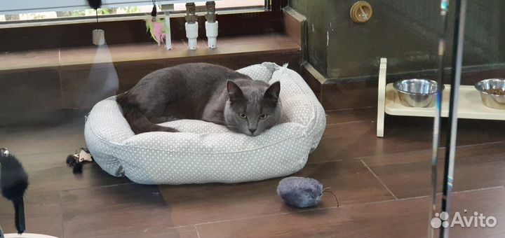 Русская голубая шикарная Сильвочка ждет семью