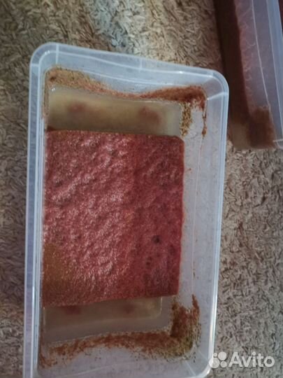 Трубочник изя