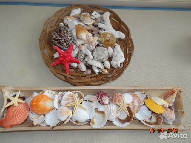 Морская коллекция (Индийский океан)