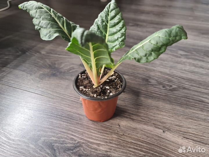 Съедобные растения