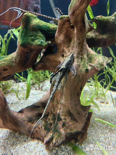 Струрисома панамская