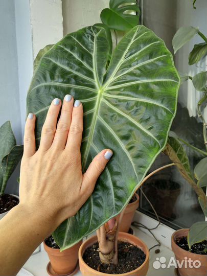 Бегония, циссус, алоказия, антуриум