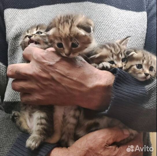 Шотландские котята