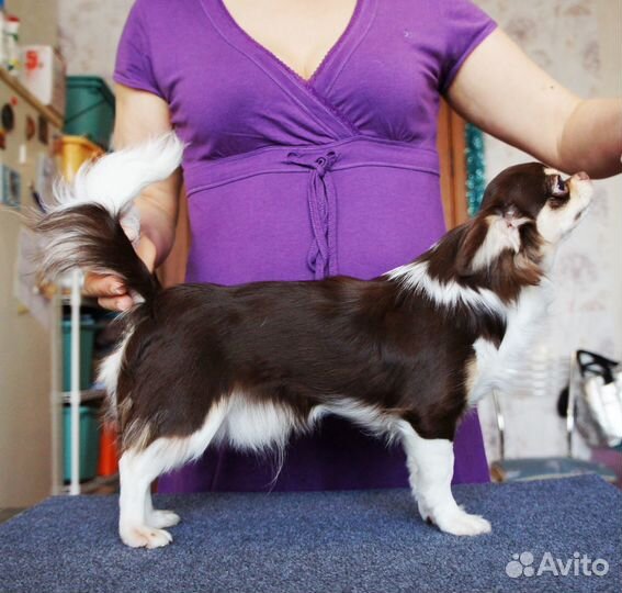 Чихуахуа мальчик