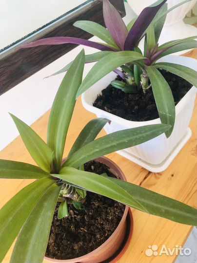 Традесканция разноцветная