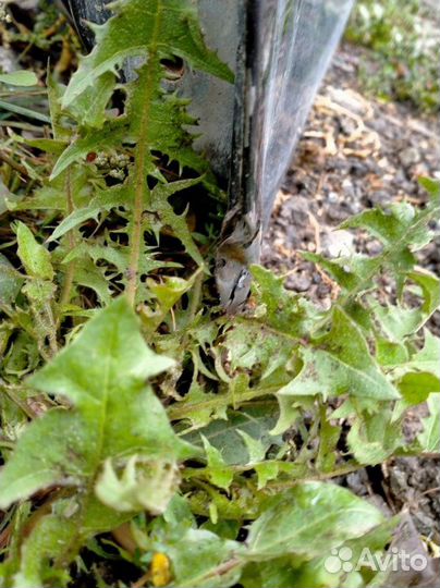 Дверь передняя левая Honda Accord