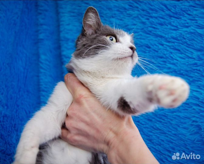 Сабрина нежная 1,5 года, стерилизована