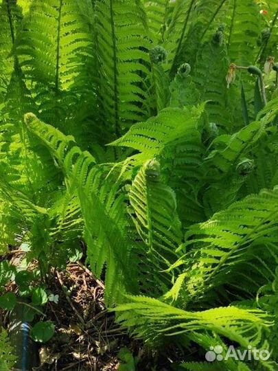 Папоротник садовый страусник