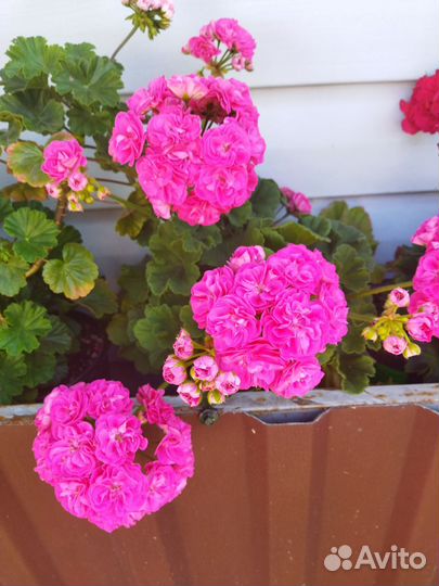 Пеларгонии сортовые