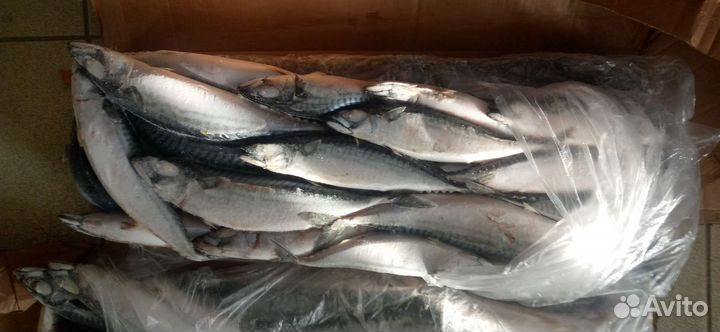 Скумбрия 300-600