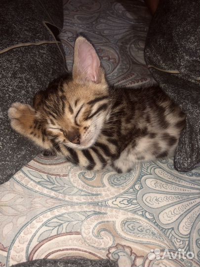 Бенгальские котята