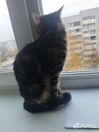 Молодая кошка в дар