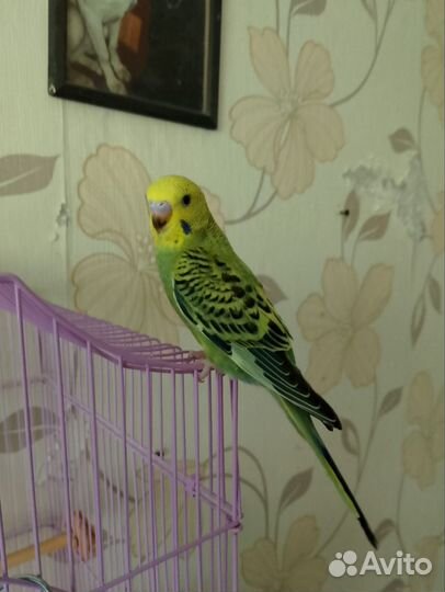 Волнистый попугай