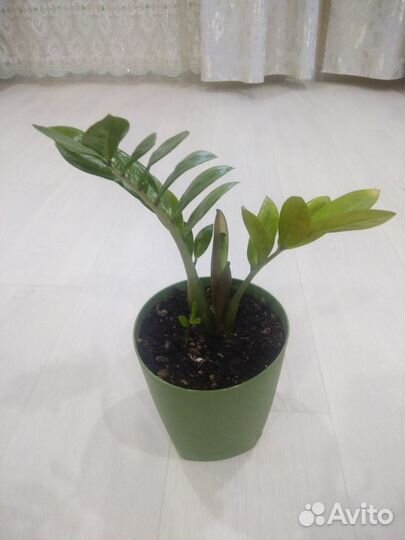 Замиокулькас