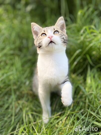 Котенок 3 мес