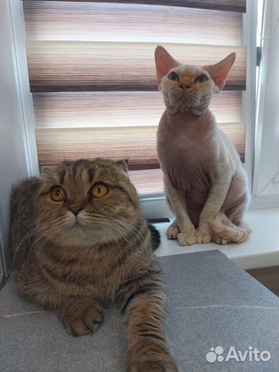 Девон-рекс кот