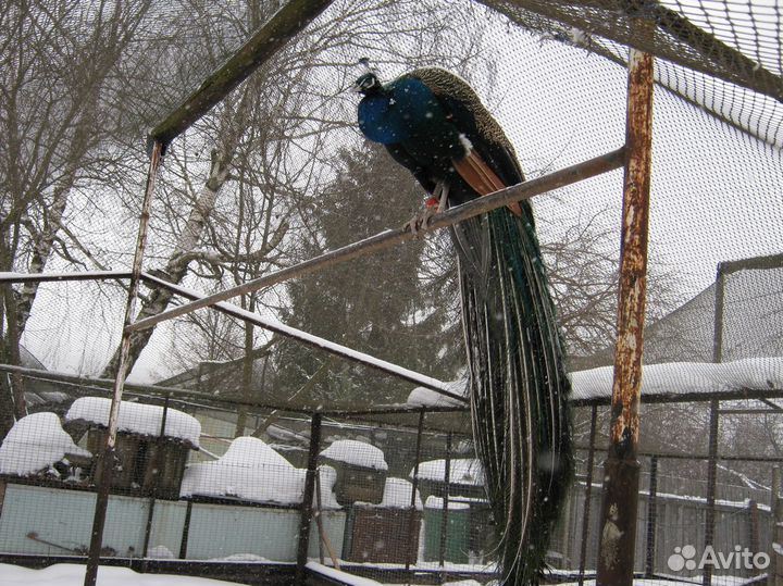 Павлины индийские