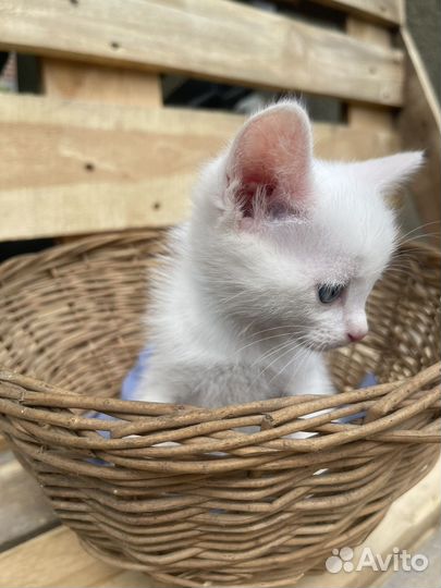 Котята