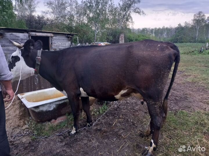 Продается дойная корова