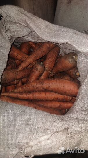 Морковь свежая