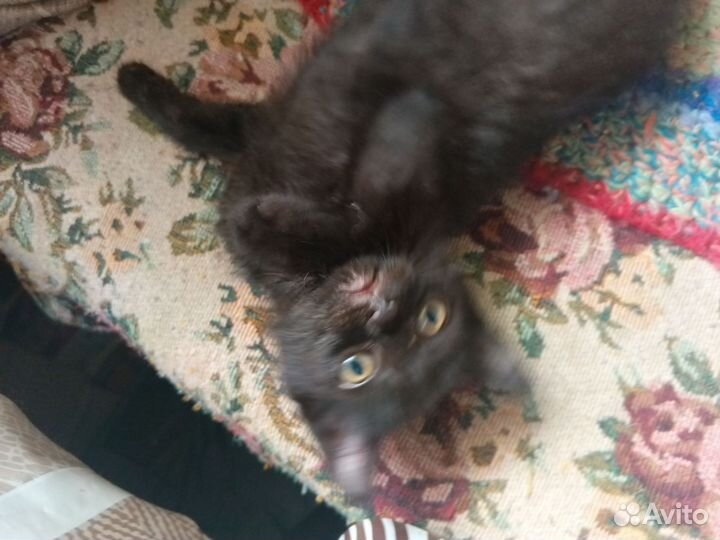 Котятки