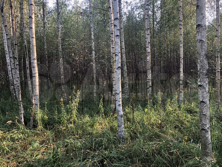 Участок 22 сот. (ИЖС)